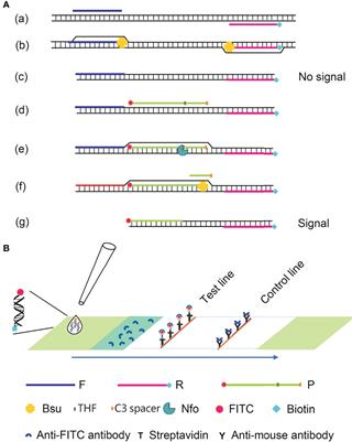 Rapid, Simple, and Highly Specific Detection of Streptococcus pneumoniae With Visualized Recombinase Polymerase Amplification